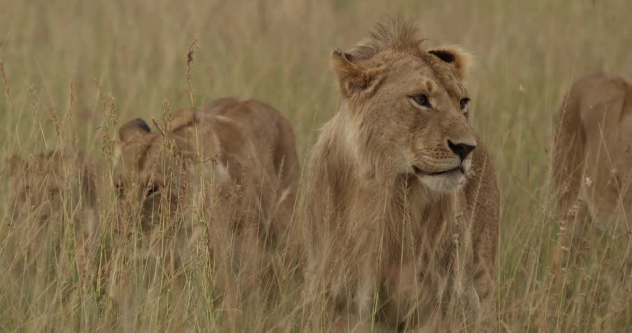 Lionesses standing in a grassy field