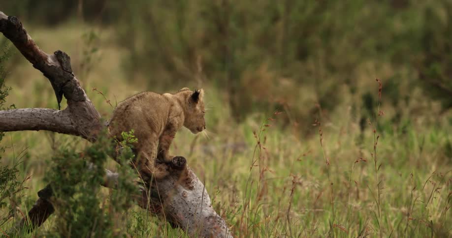 A young lion cub plays on a fallen tree limb