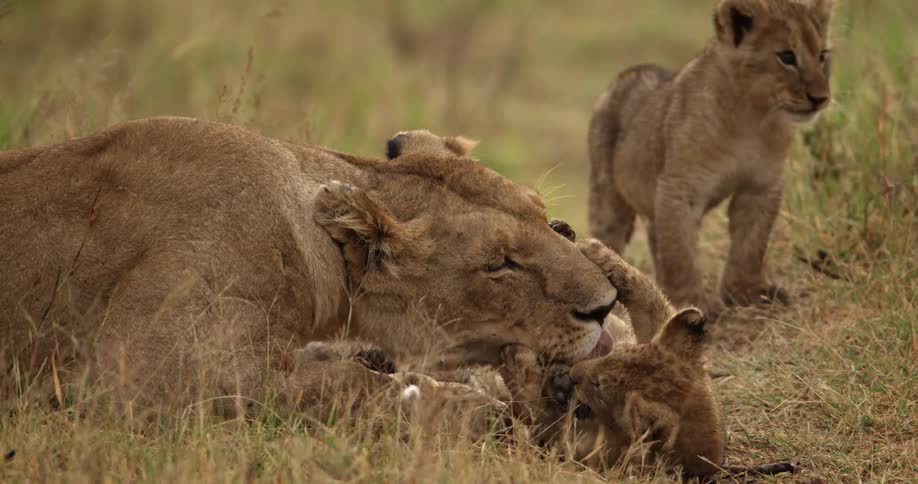 Lioness cleans her cub