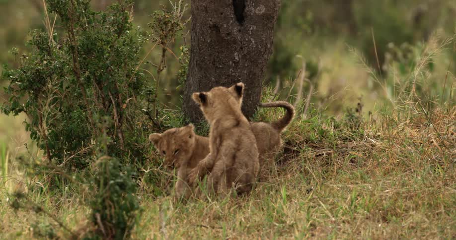 Two lion cubs wrestle beside a tree