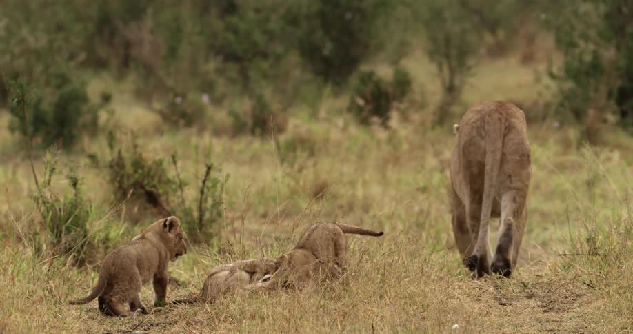 Lioness and cubs playing in tall grass