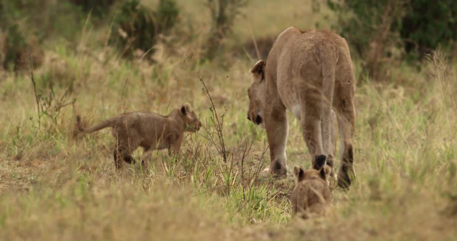Lioness and cubs walking through a grassy field