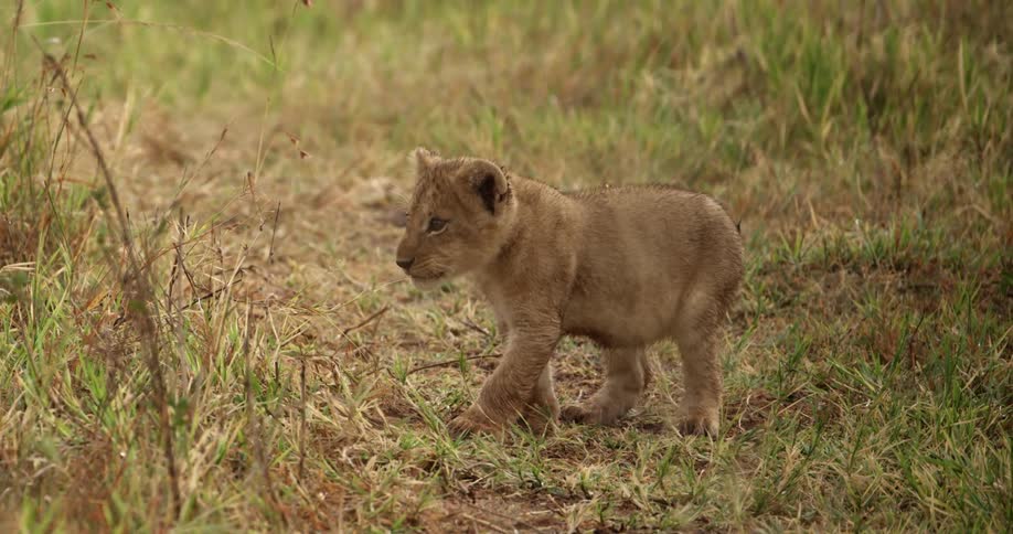 Lion cub exploring the grass