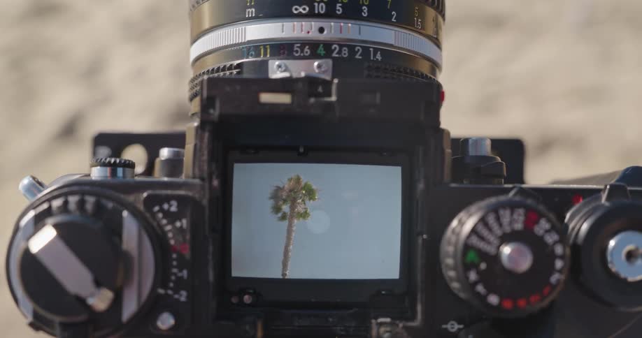 Looking through the viewfinder of a vintage SLR film camera to frame a shot of a lone palm tree as a seagull flies by on a sunny day