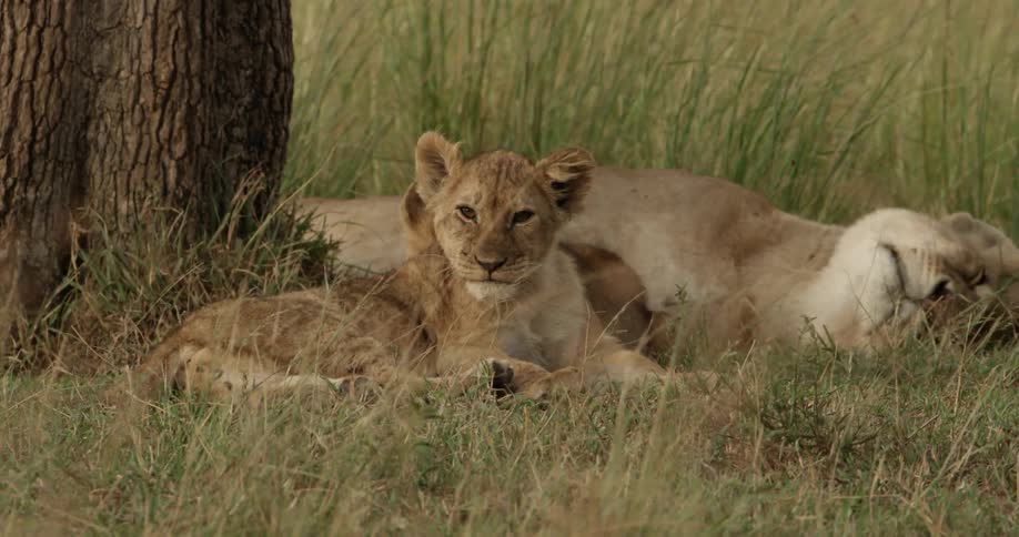 Lion cubs laying in the grass