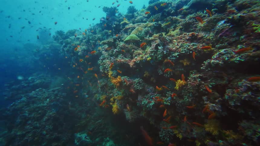 A large school of vibrant orange fish swims peacefully over a colorful coral reef deep underwater