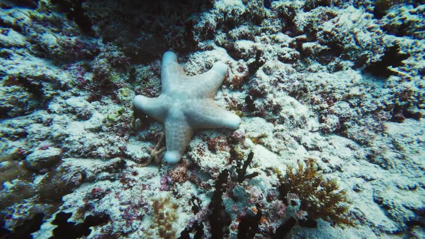 An underwater shot slowly pushes in on a white puffy starfish resting on a coral reef on the sandy ocean floor