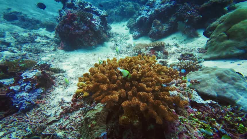 Small Dascyllus fish swim peacefully around a vibrant orange Acropora coral on the ocean floor