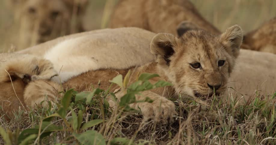 Lion cub chewing on a stick