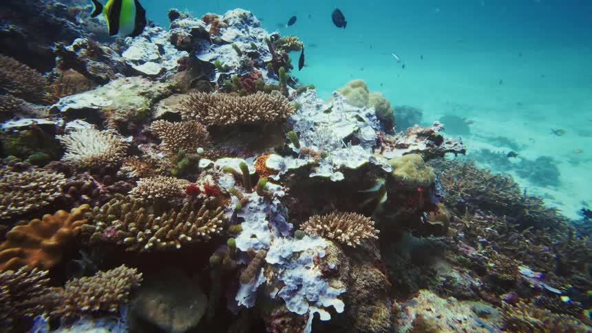 A serene underwater journey over a vibrant coral reef teeming with colorful tropical fish