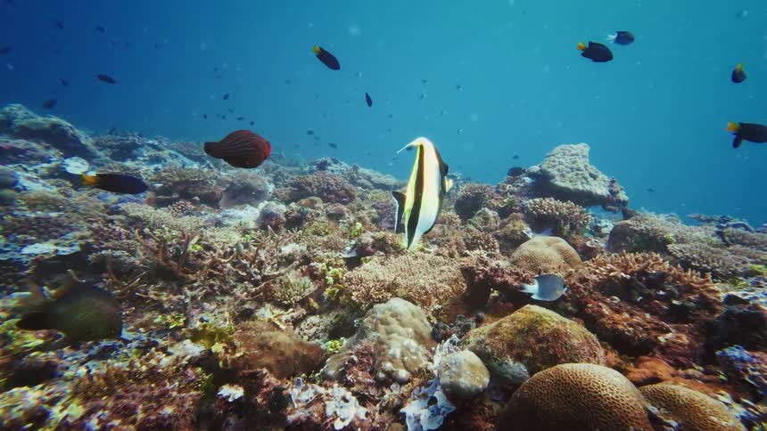A Moorish idol fish gracefully swims above a vibrant coral reef, surrounded by schools of smaller tropical fish in the clear blue ocean