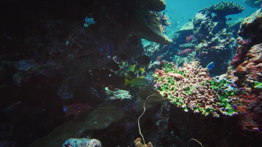 An immersive underwater journey through a vibrant and diverse coral reef teeming with colorful tropical fish