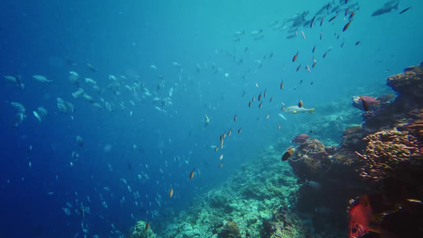 A school of colorful Oriental Sweetlips and red Soldierfish swim peacefully by a vibrant coral reef teeming with marine life