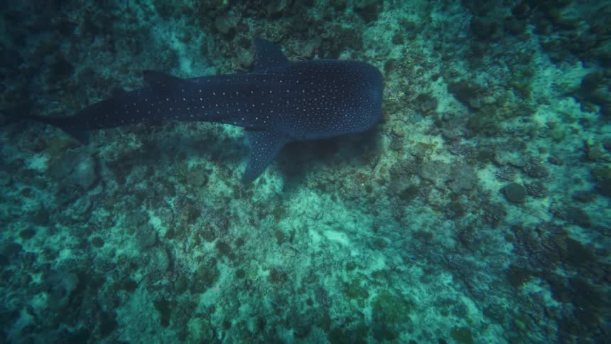 High-angle view of a large whale shark swimming gracefully over a rocky ocean floor