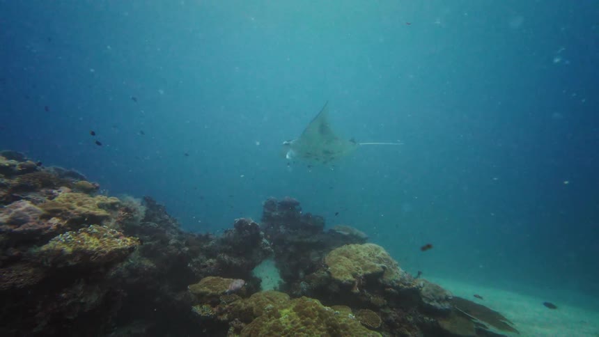 A majestic manta ray swims peacefully through the deep blue ocean, gliding over a coral reef teeming with marine life