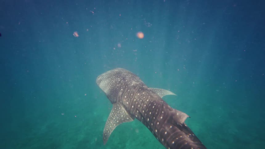 A serene underwater view follows a majestic whale shark as it glides through the sunlit turquoise ocean