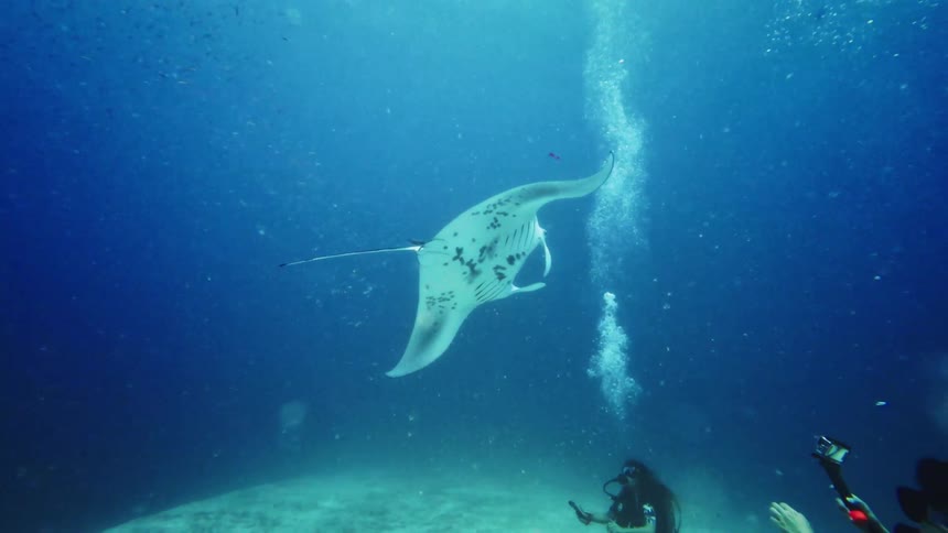 A majestic manta ray gracefully swims past scuba divers on the sandy ocean floor