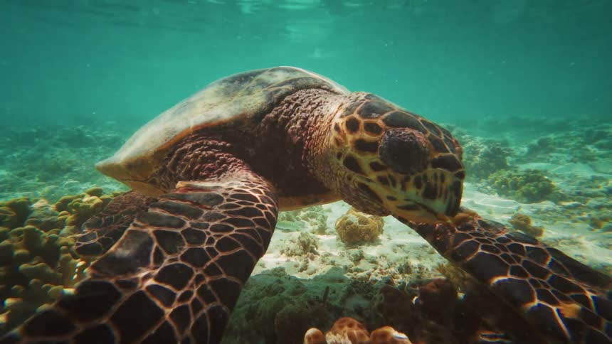 A large hawksbill sea turtle gracefully swims through clear turquoise water over a coral reef, approaching the camera to feed