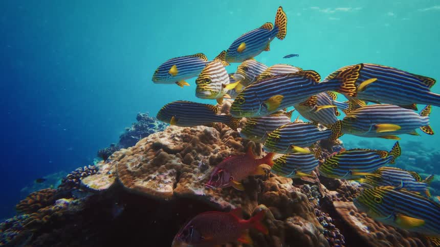 A school of colorful Oriental Sweetlips and red fish swim over a vibrant coral reef as a woman snorkels in the clear blue ocean