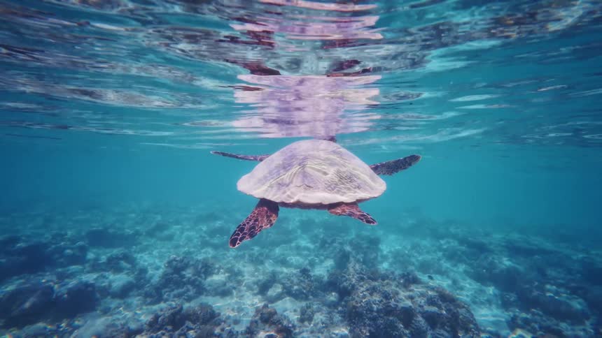 A beautiful sea turtle gracefully swims through the clear turquoise ocean, its reflection visible on the water's surface as it glides over a vibrant coral reef