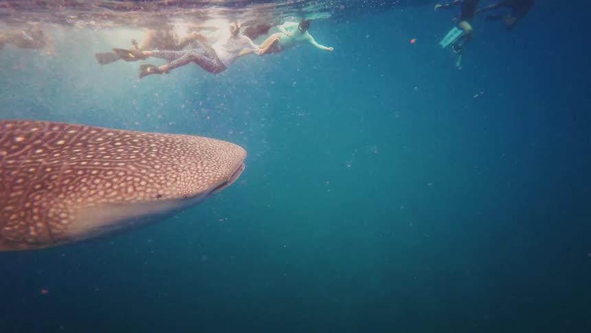 Slow motion underwater shot of a majestic whale shark swimming gracefully as snorkelers watch from the surface