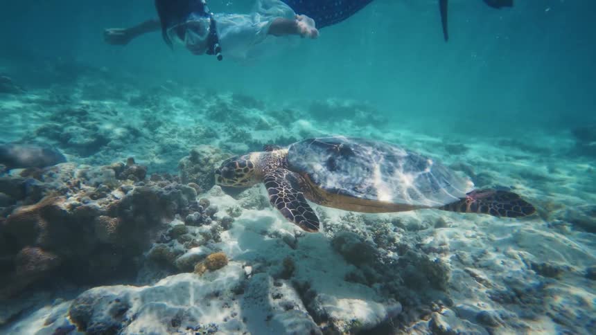 In a tranquil underwater scene, a snorkeler peacefully observes a large sea turtle swimming over a coral reef