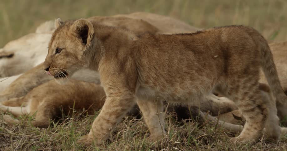 Lion cub walking by a napping lioness