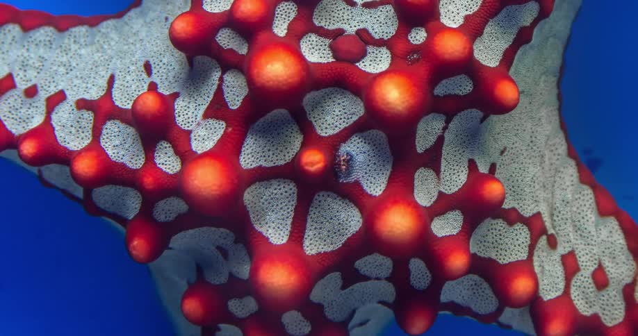 An extreme macro close-up reveals a tiny isopod crawling across the vibrant red and white surface of a red knob sea star