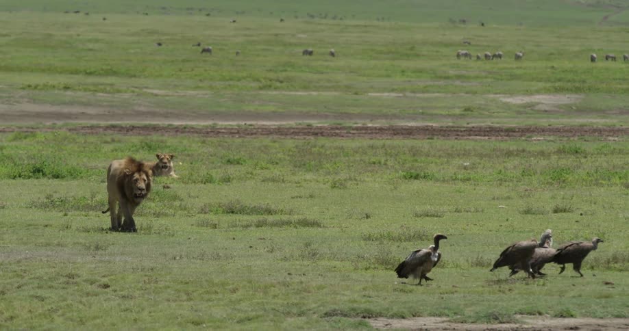 Lion chasing several birds