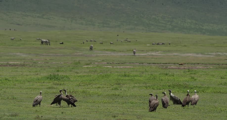 Vultures gathered in a grassy field