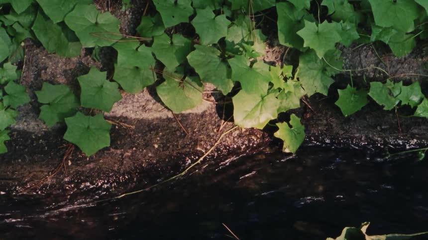 A tranquil top-down view shows a gentle stream flowing past a rocky bank covered in vibrant green ivy leaves