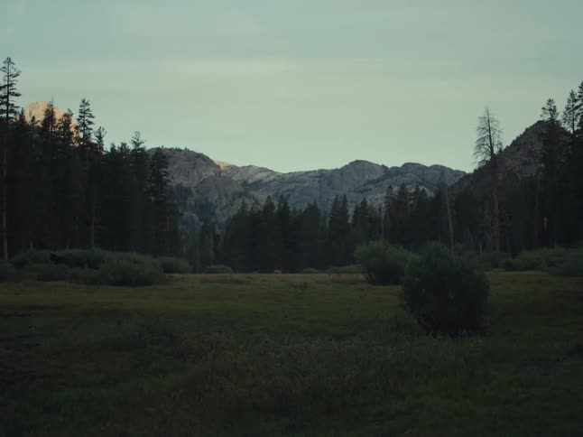 A bear and a herd of deer emerge from the woods to graze in a lush mountain meadow at dusk