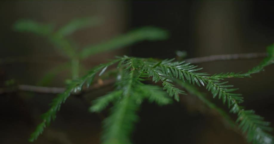 A detailed close-up shot of a wet green fir branch slowly pulls out of focus in a dark forest