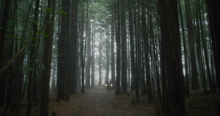 Two figures with a lantern walk down a mysterious path through a dark and foggy redwood forest