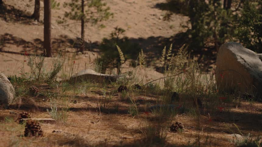 An energetic whip zoom transitions from a wide shot of a dry pine forest to a close-up of pinecones on the sun-dappled ground