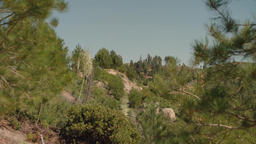 A vertigo effect shot through pine trees reveals a lush, green mountainside on a sunny day