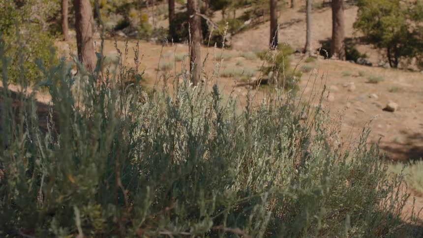A dramatic and fast dolly zoom into a green sagebrush in a sparse mountain forest during the day