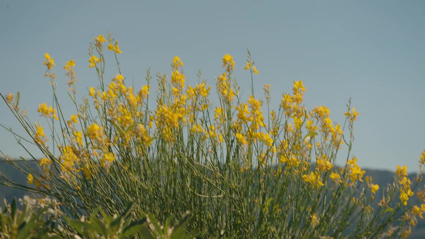 Close-up of a butterfly on a green plant tilts up to reveal a bush of vibrant yellow flowers on a sunny mountainside