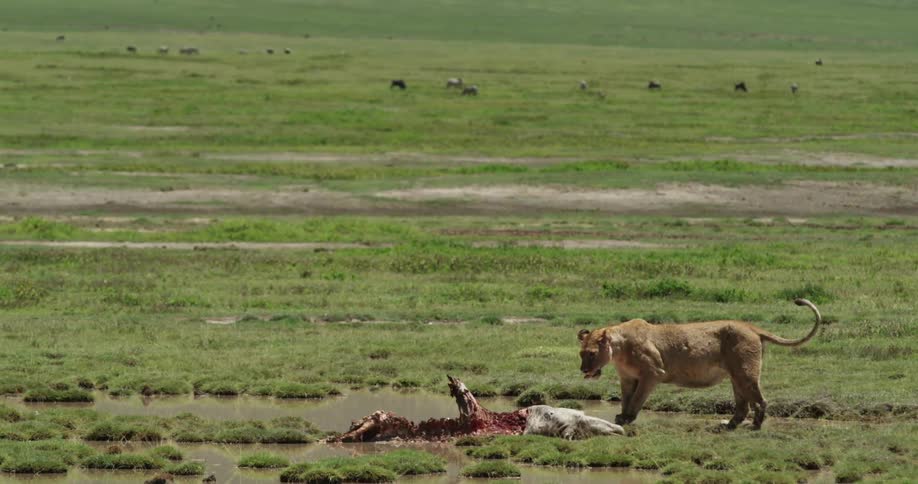 Lioness approaching dead prey