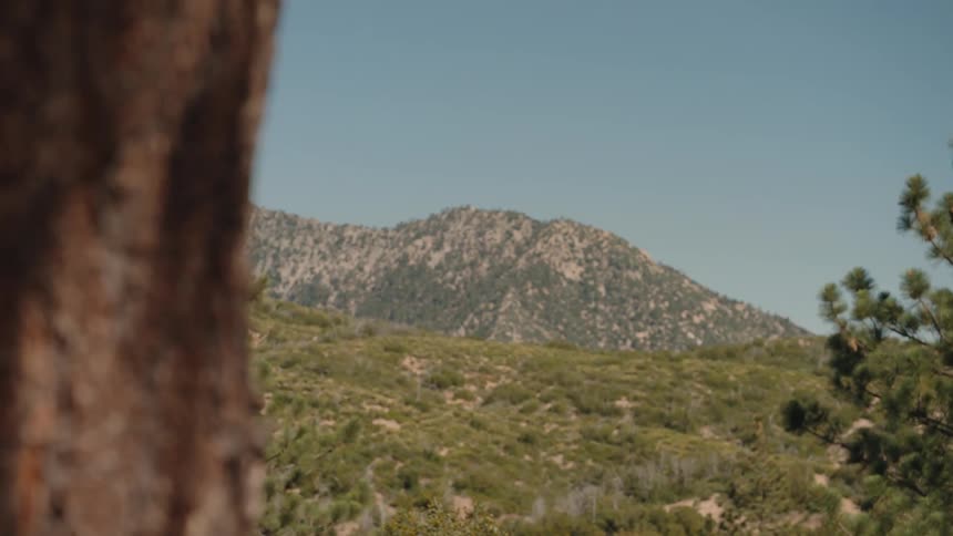A majestic mountain vista is revealed from behind a pine tree in a serene forest setting
