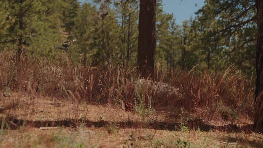 A low-angle view tilting down from the pine tree canopy to the sunlit forest floor