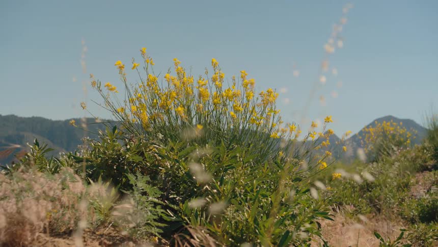 A slow rack focus shot reveals yellow wildflowers blooming on a sunny, breezy mountainside