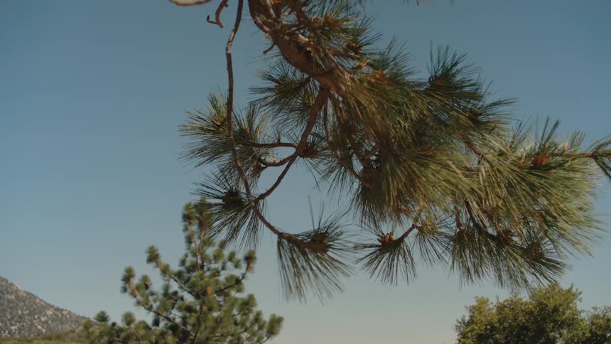 A pine tree branch hangs in the foreground as the camera focuses on its needles with a mountain landscape behind
