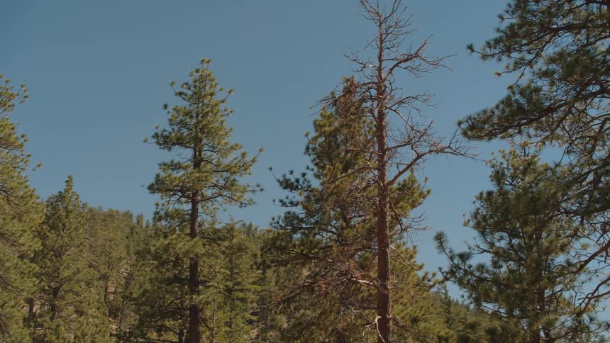 Tall green pine trees stand against a clear blue sky in a mountain forest on a sunny day