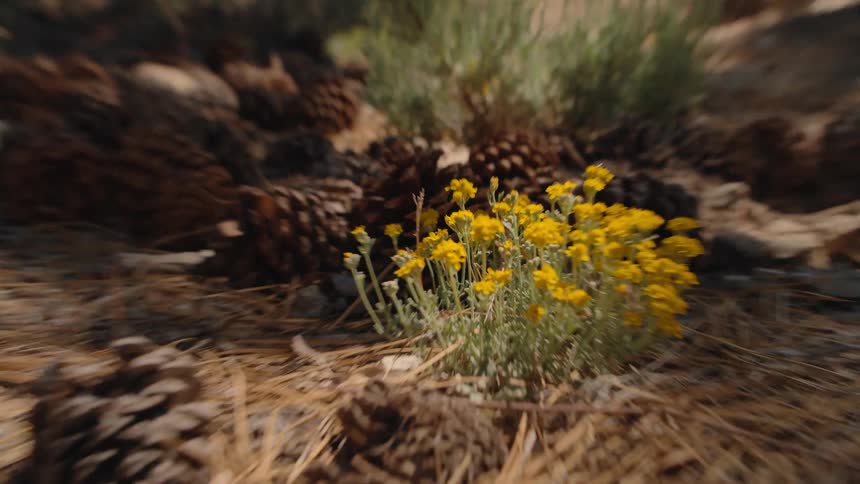 A close-up shot of yellow wildflowers growing on a sunlit forest floor amidst pinecones and dry pine needles