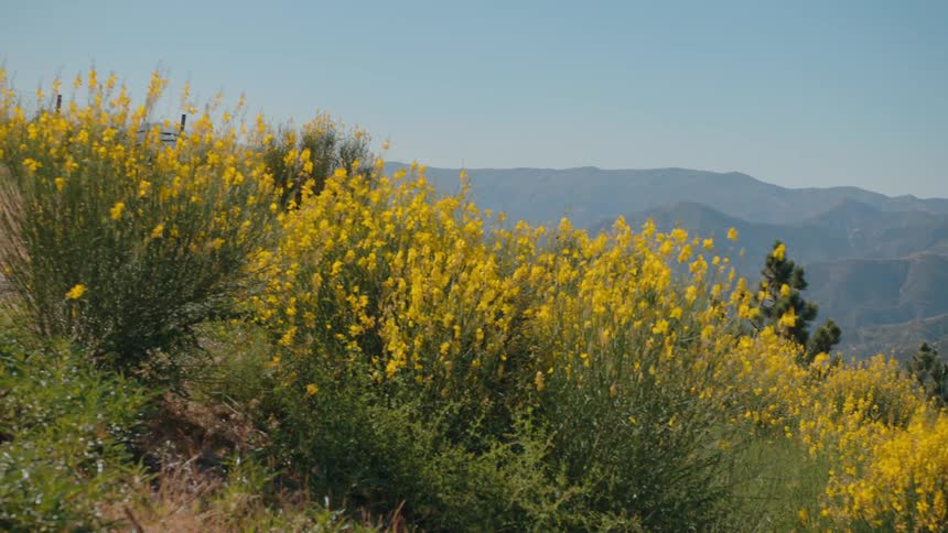 Power lines cut through a vast mountain landscape, with a slow pan revealing vibrant yellow wildflowers on a sunny hillside