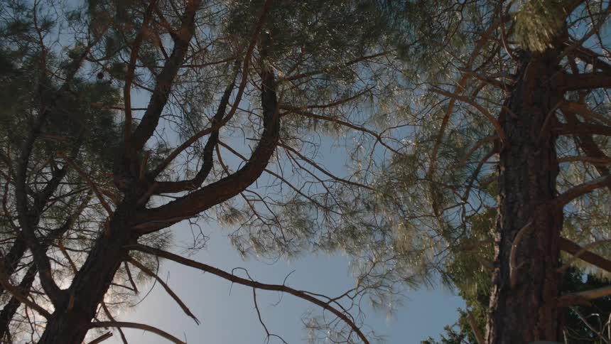 Low angle shot of pine trees swaying in the gentle wind against a clear blue sky