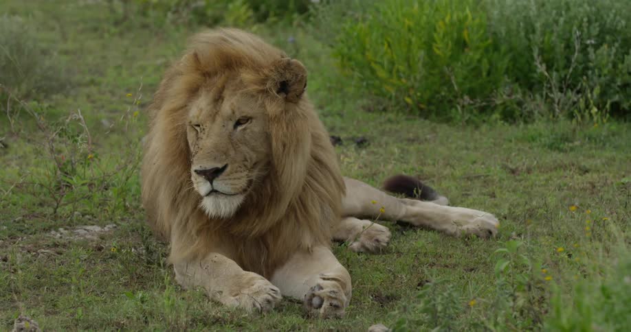 Lion laying on the ground