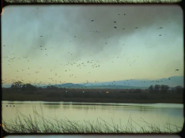 Vintage 8mm footage captures a massive flock of migratory birds flying over a serene lake at twilight