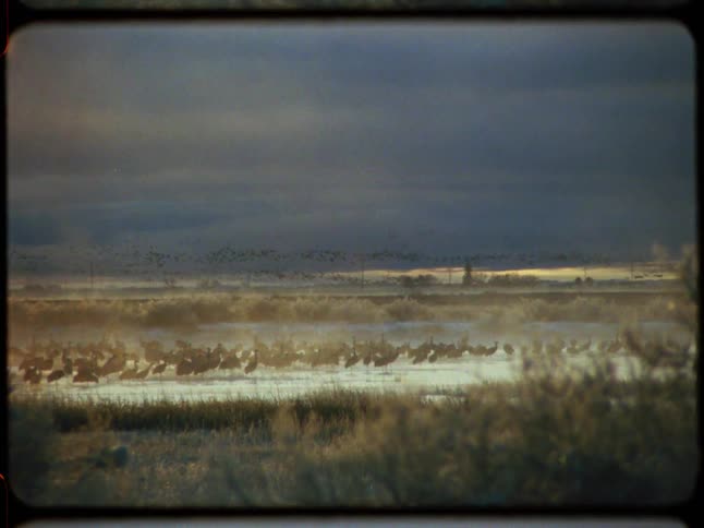 Vintage footage shows a massive flock of Sandhill cranes gathering in a misty marsh during a dramatic sunrise